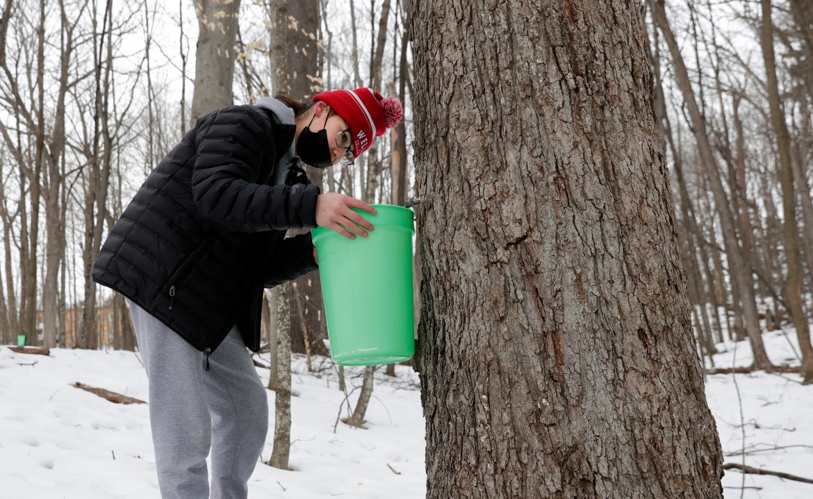 Oneida Nation High School freshman Jonas Johnson hangs a bucket under a spile to collect maple tree sap