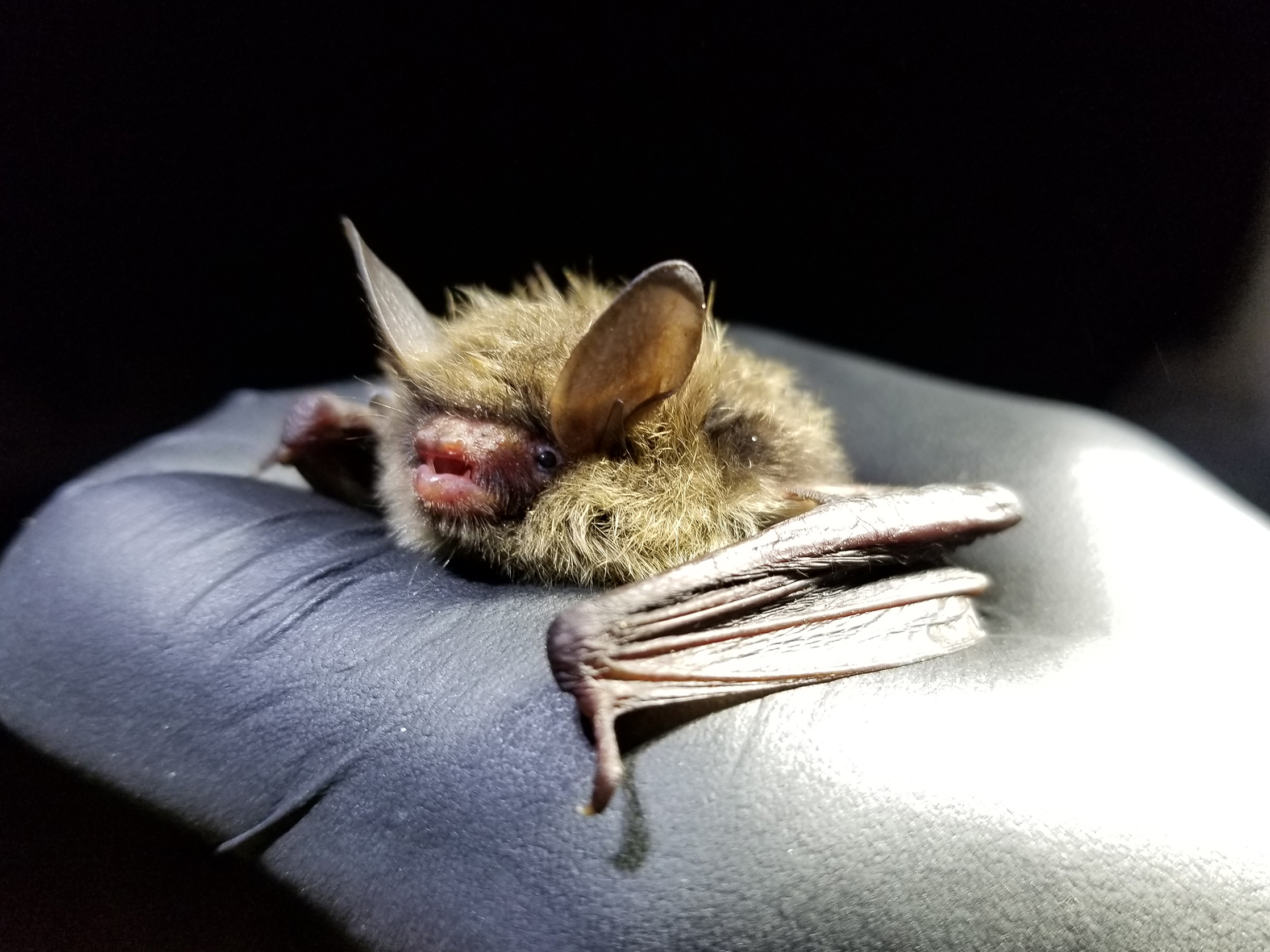 A bat faces extinction due to a deadly disease. Agencies and researchers hope to change that.