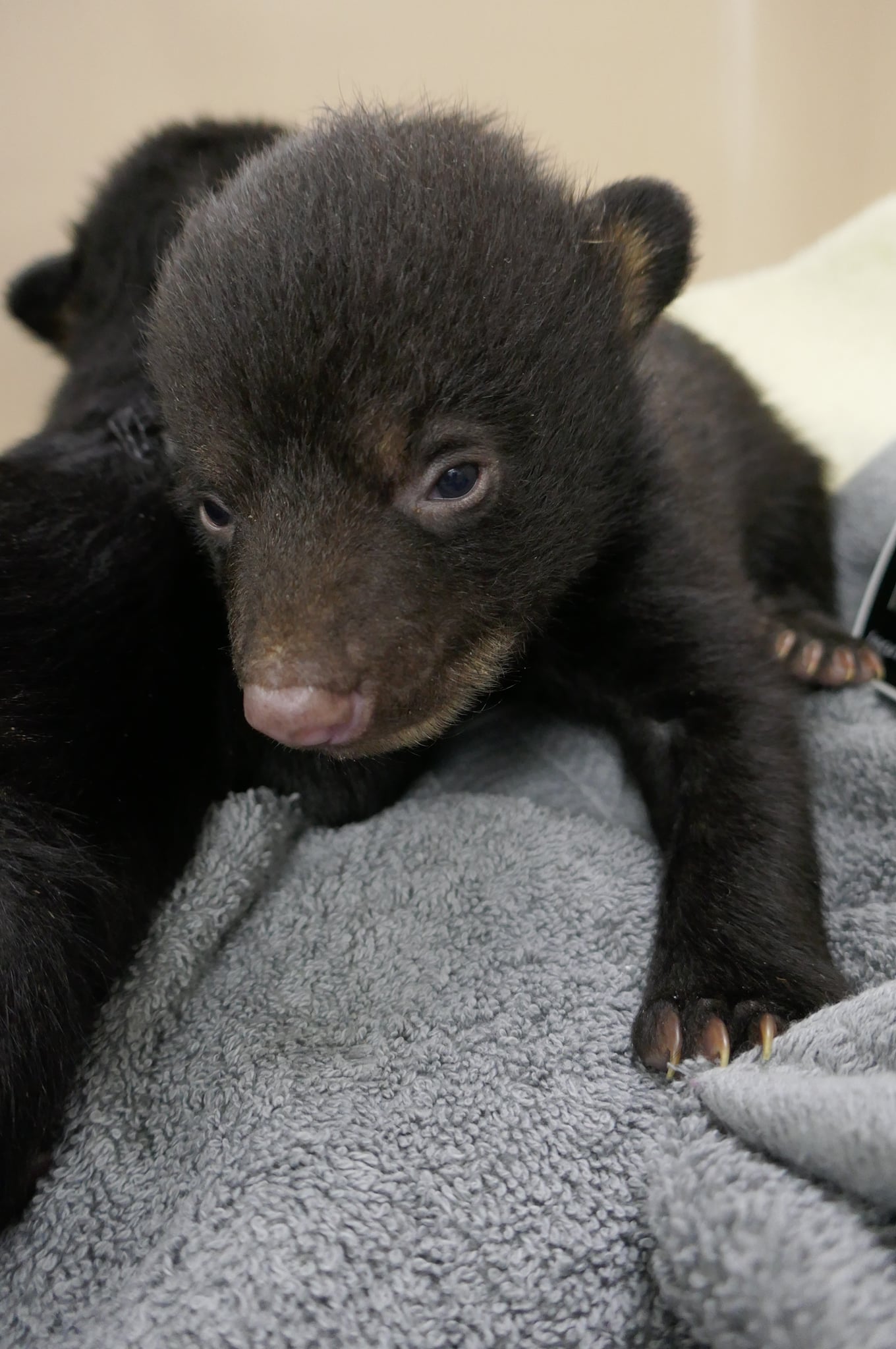 A bear cubs sits on a blanket