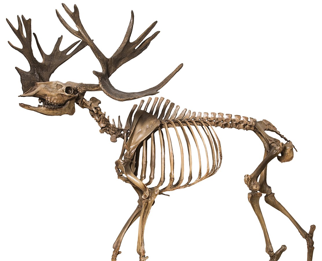 Stag moose skeleton