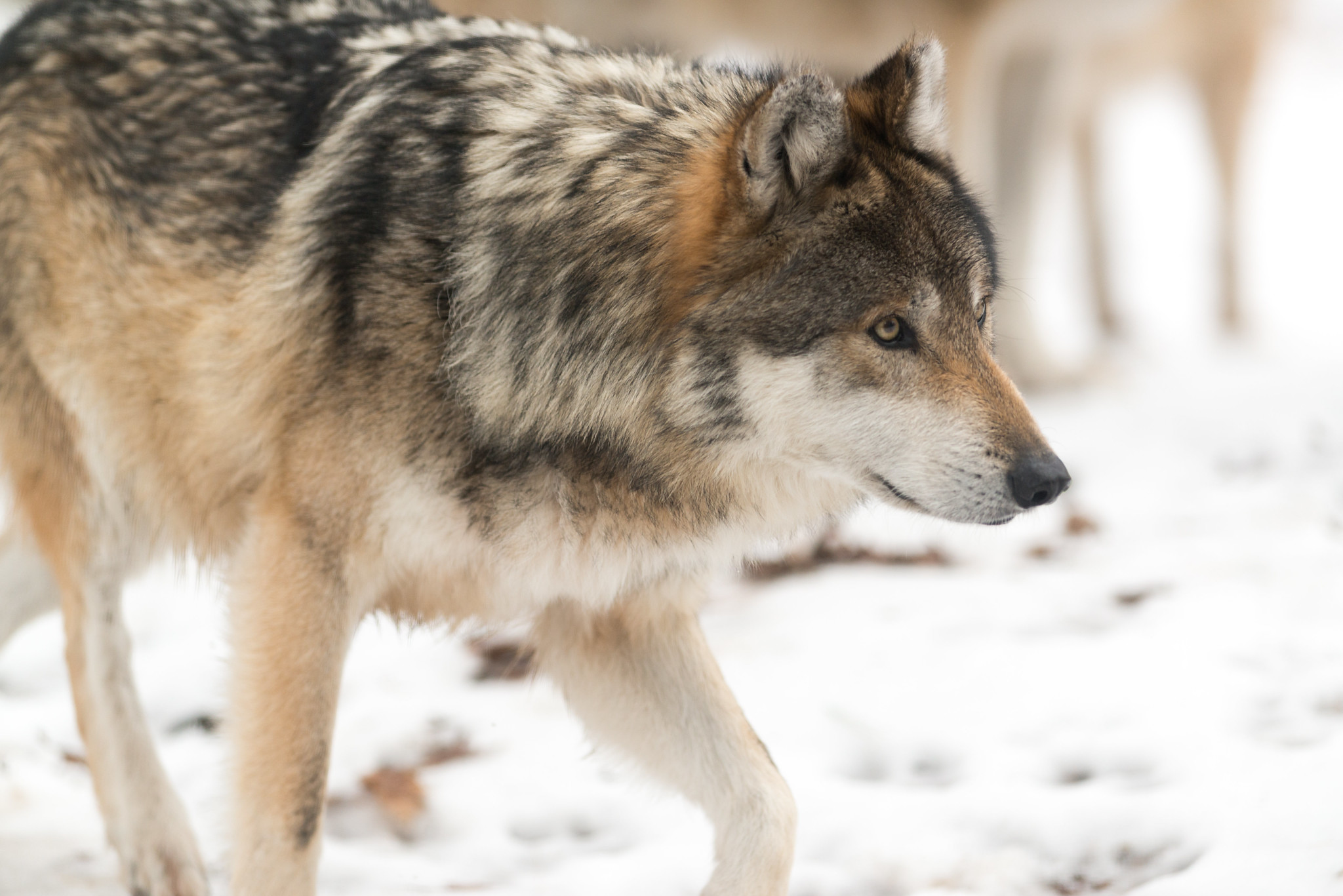 Gray wolf walking in the snow.