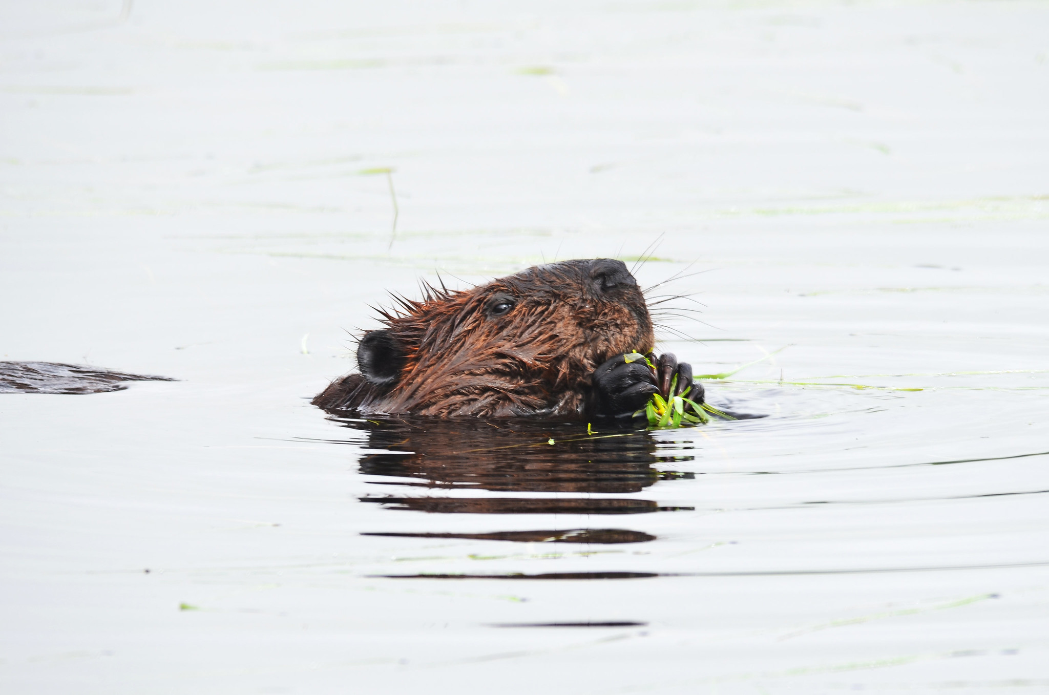 beaver in water