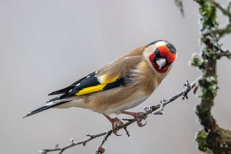 European goldfinches makes themselves at home in southeast Wisconsin