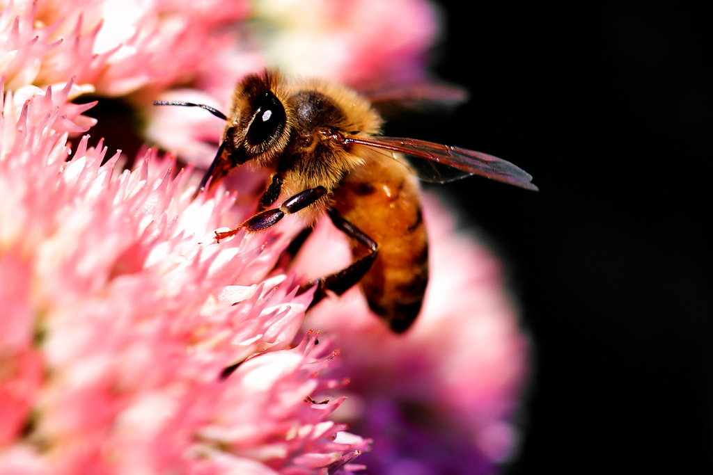Bee on a marigold