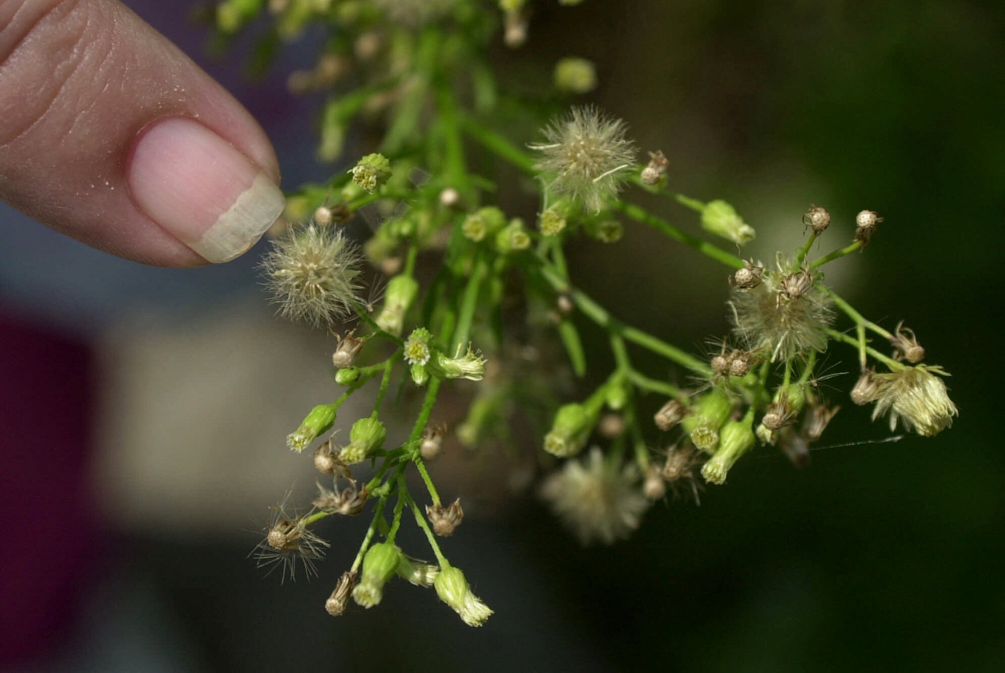A woman points to the pollen on a plant