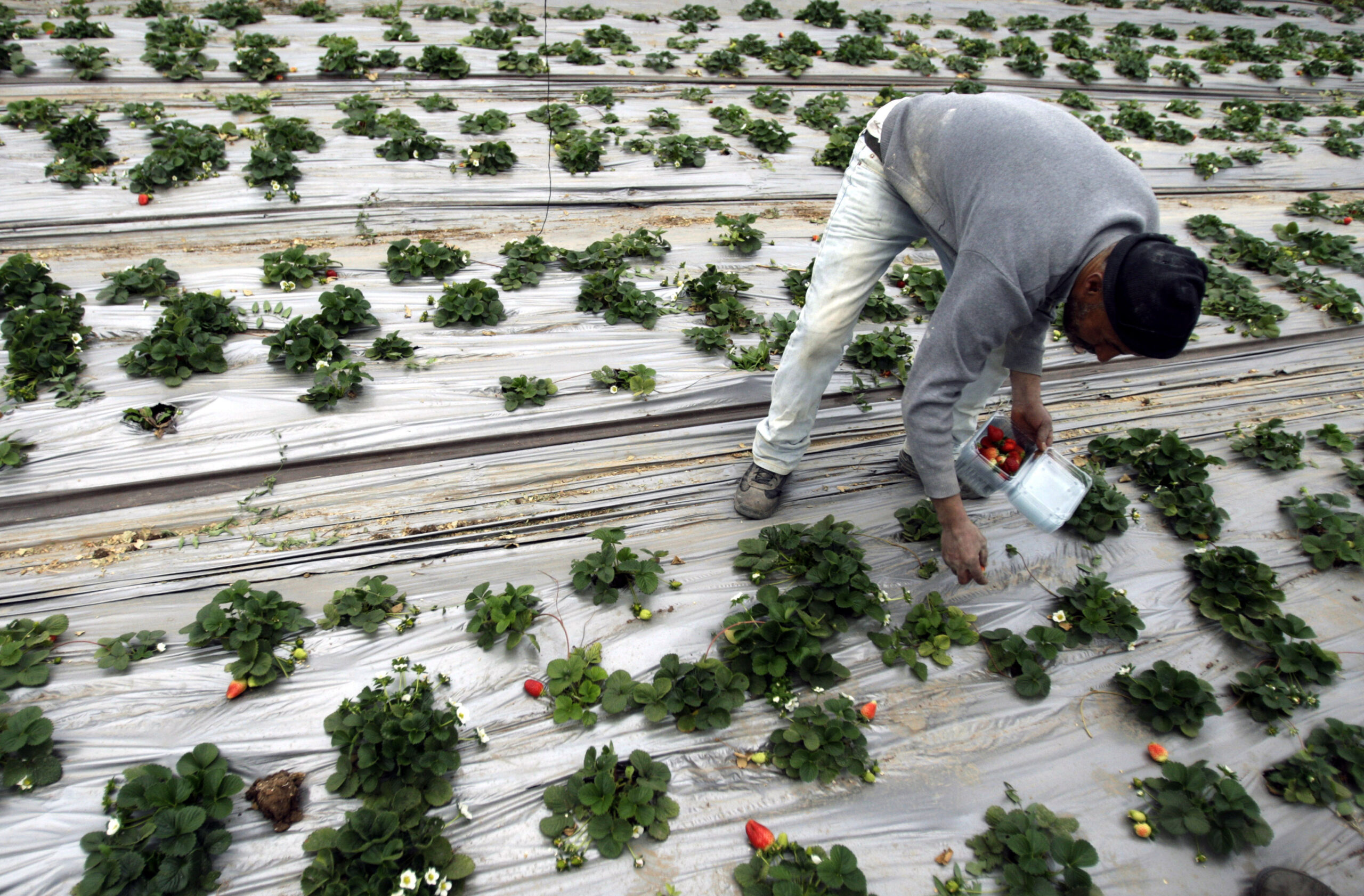 A man picks up strawberries in a greenhouse