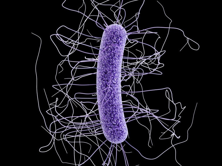 This medical illustration made available by the Centers for Disease Control and Prevention shows a Clostridium difficile bacterium, a germ that can cause diarrhea so severe, some people turn for relief to a fecal transplant, replacing their own damaged gu