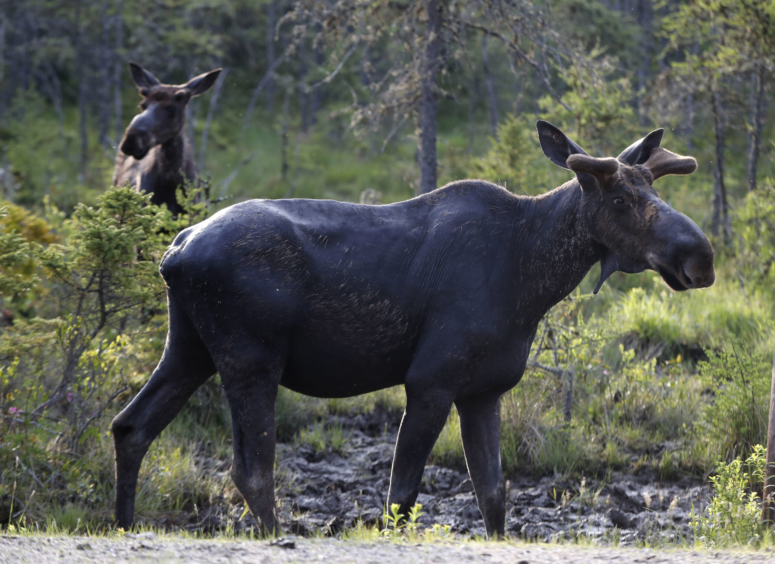 Two moose in a field