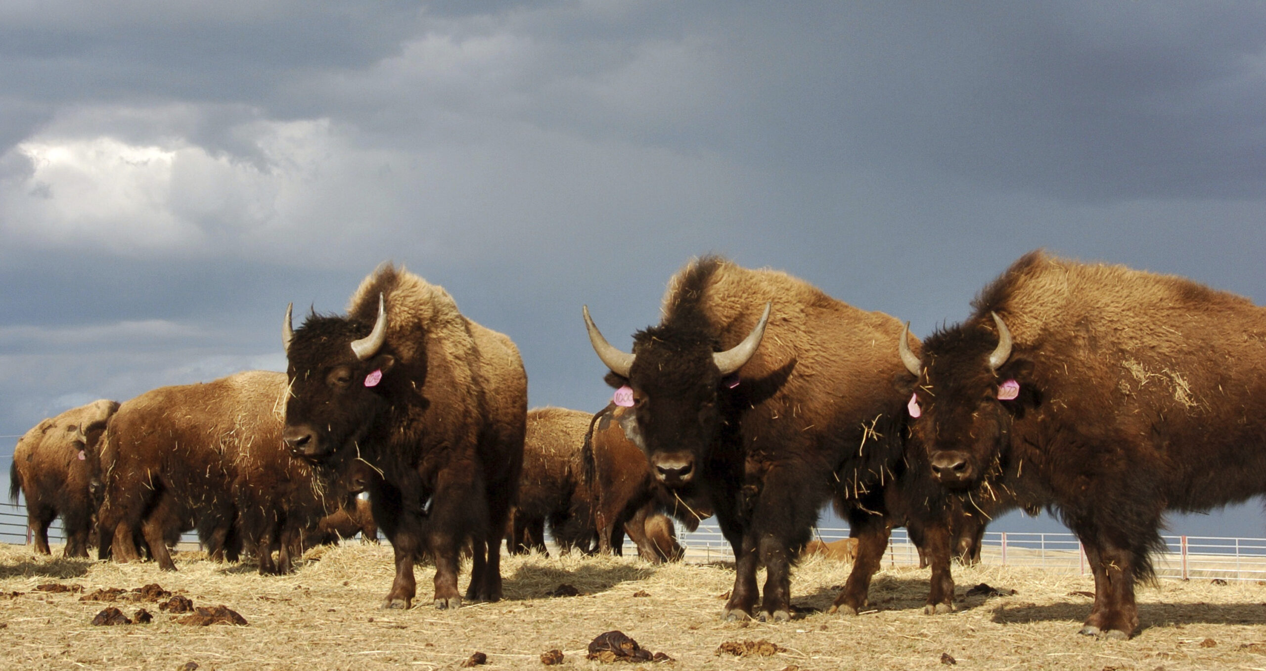 Herd of bison