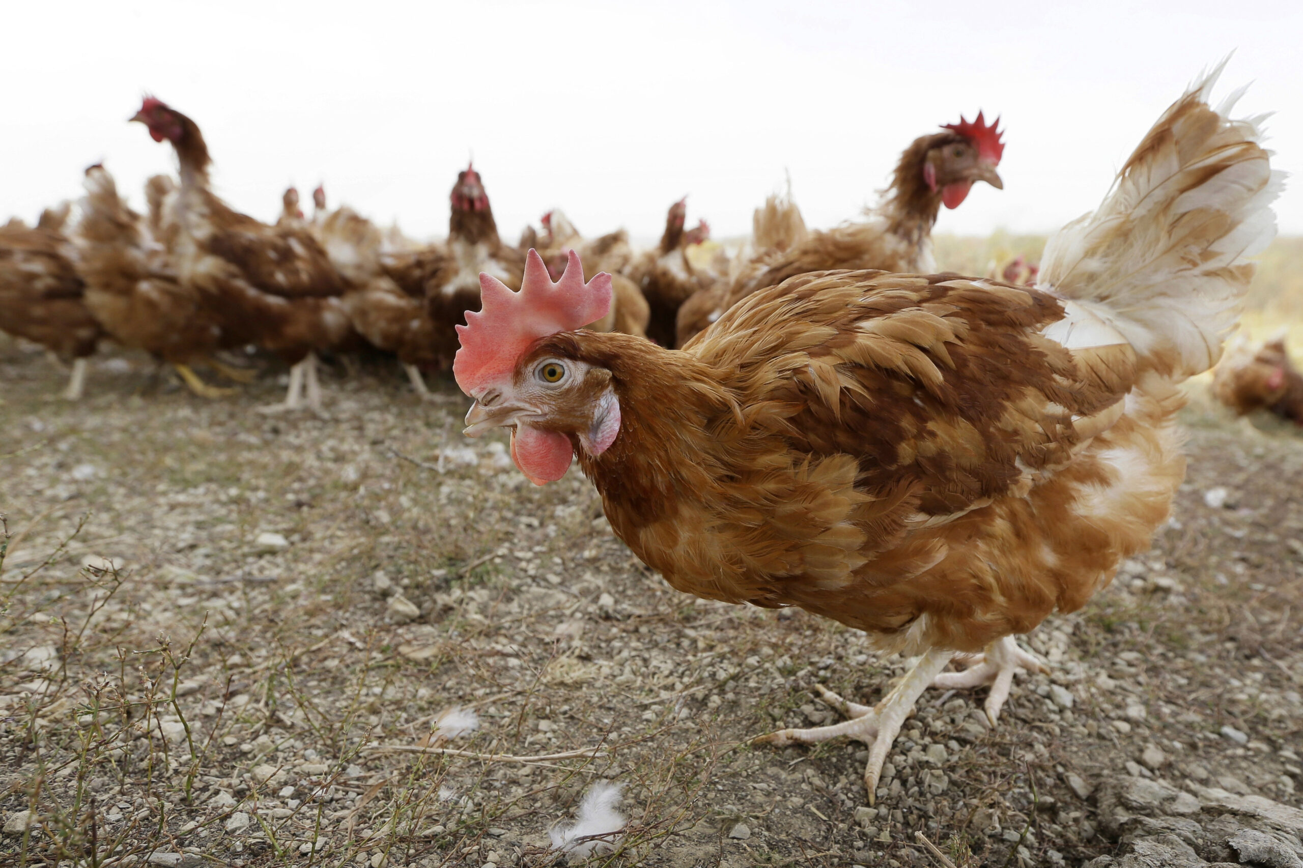 cage-free chickens walk in a fenced pasture at an organic farm