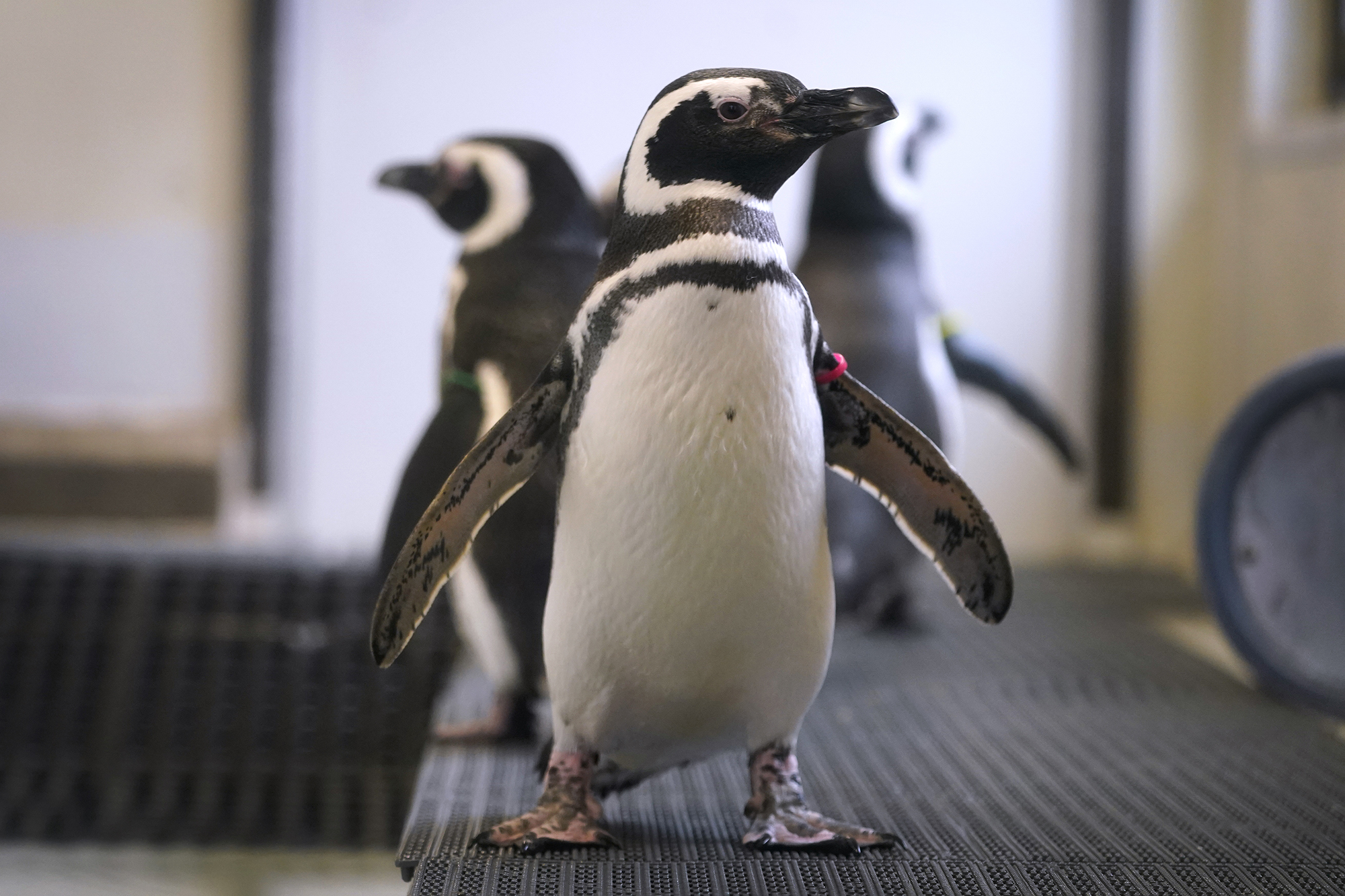 Magellan penguins stand in their enclosure at the Blank Park Zoo, Tuesday, April 5, 2022, in Des Moines, Iowa