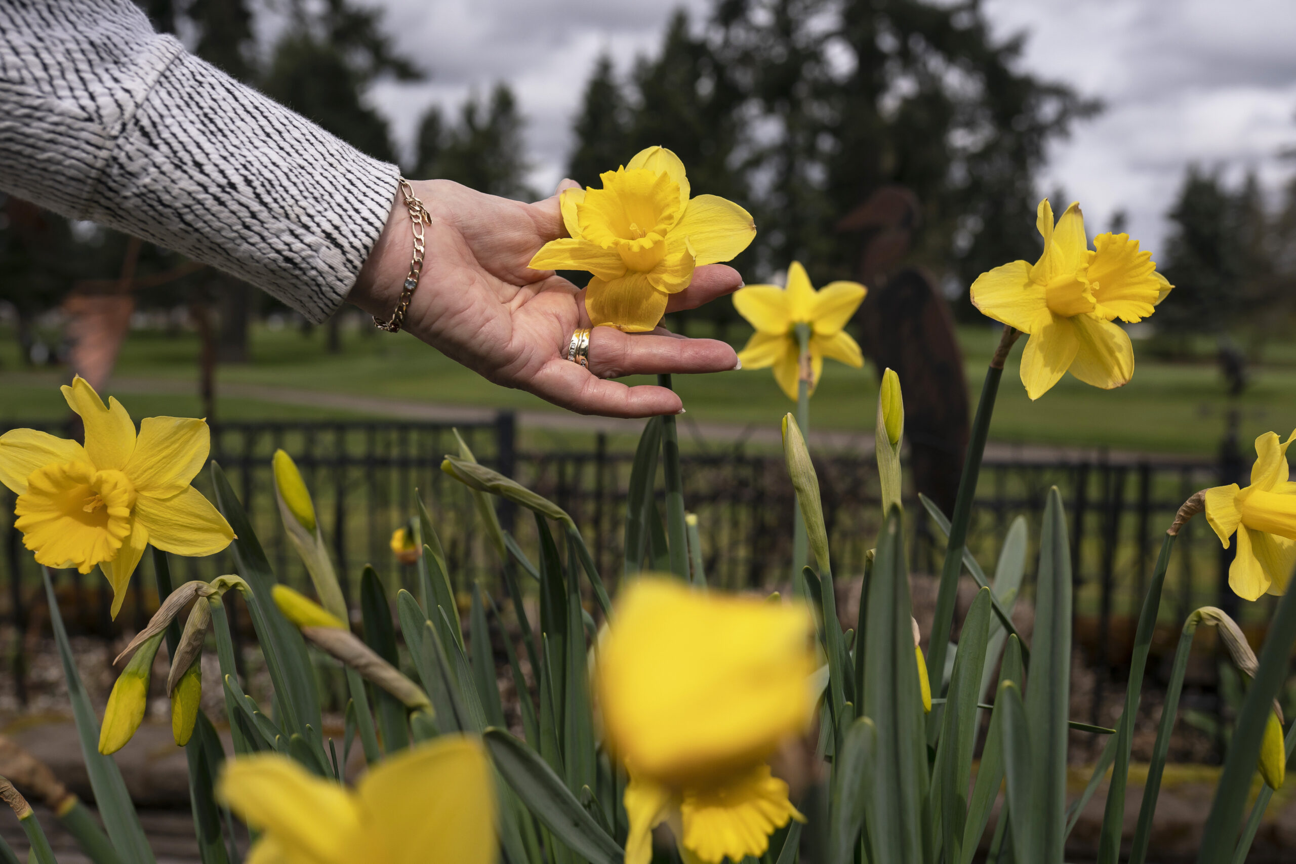 A hand touches a daffodil