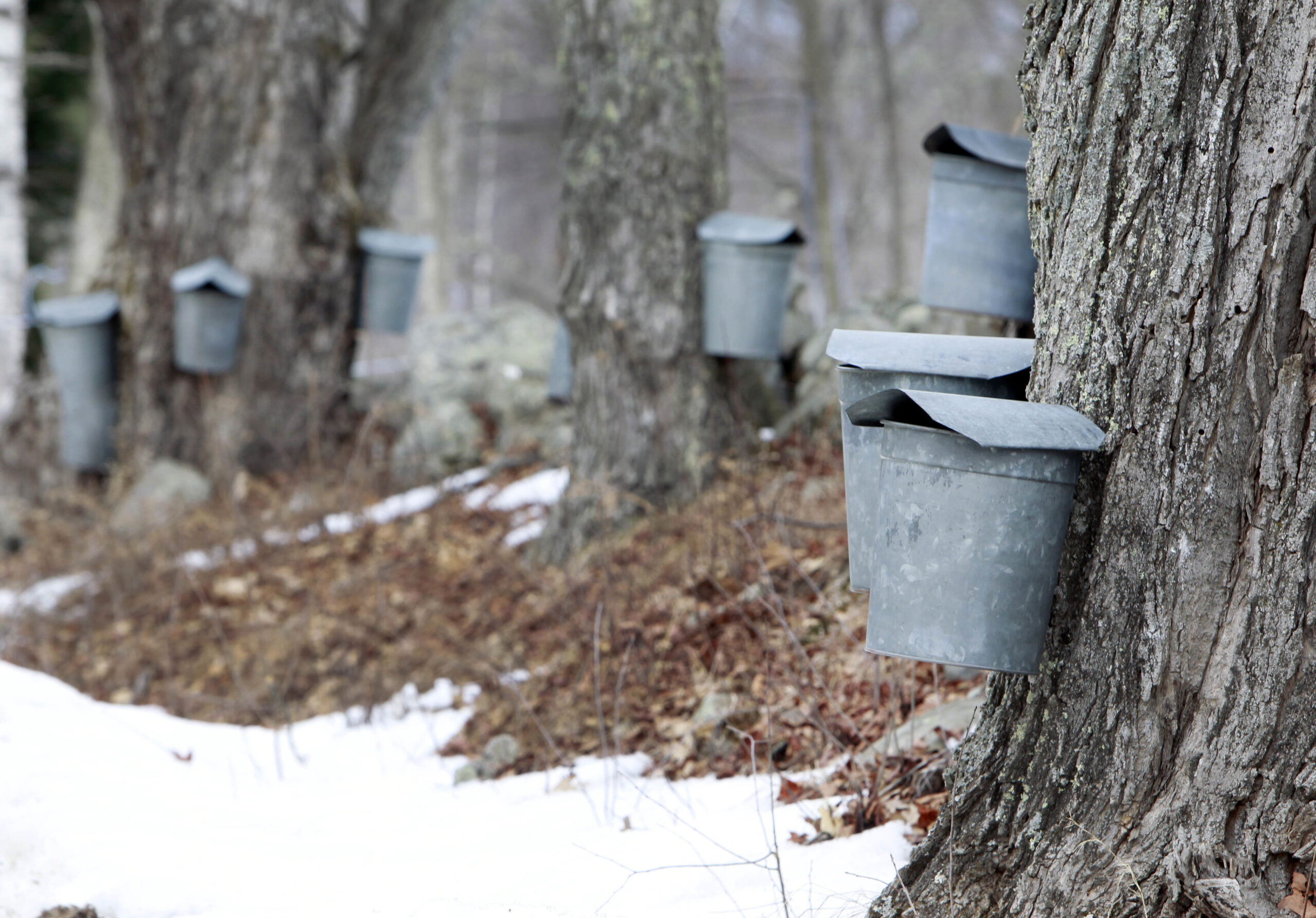 Sap buckets hang from maple trees.