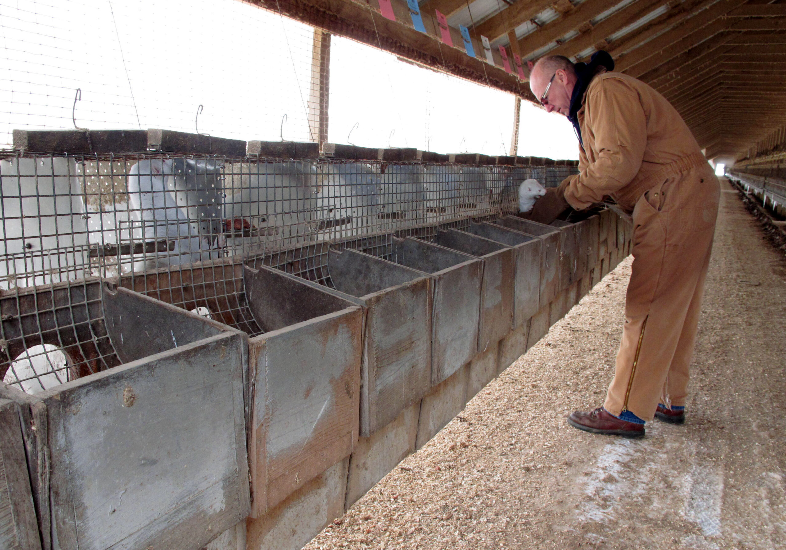 mink cages at a fur farm in Sheboygan Falls