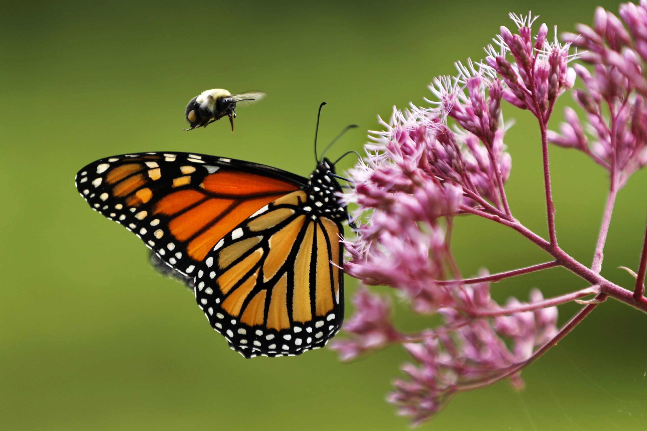 A monarch butterfly is buzzed by a bumblebee as it sips nectar on a Joe Pye weed