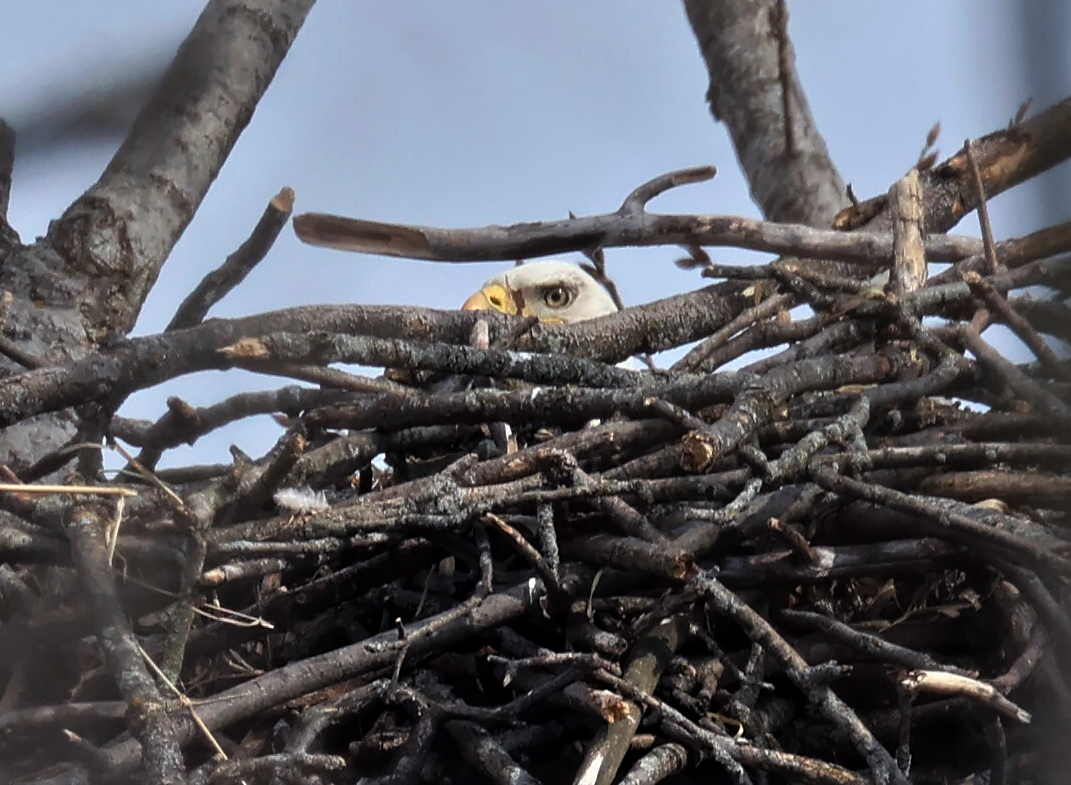 For the first time in decades, bald eagles begin to take up residence in Milwaukee County