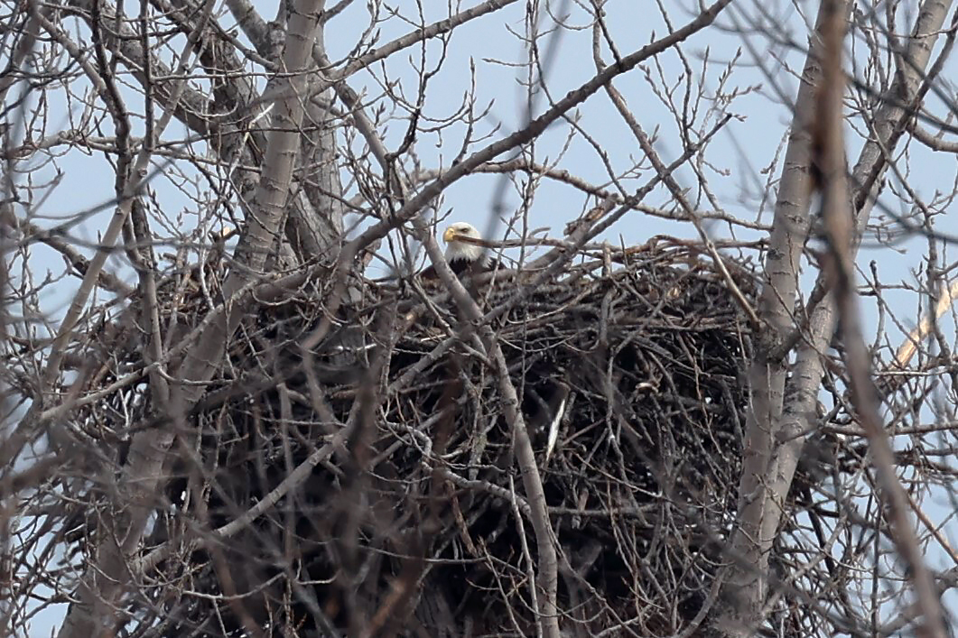 A bald eagle tending eggs in the nest