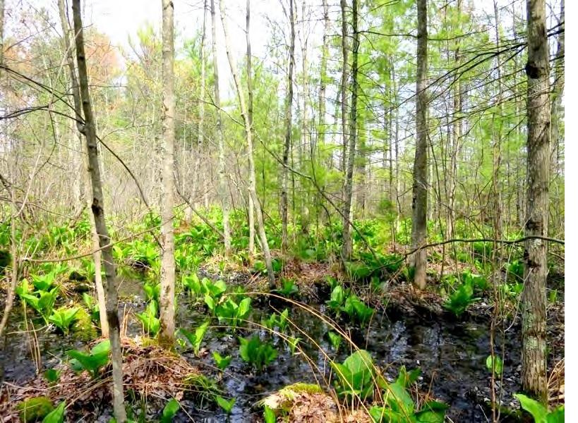 Meteor Timber plans to fill 16 acres of high quality wetlands, including 13 acres of rare, white pine-red maple swamp