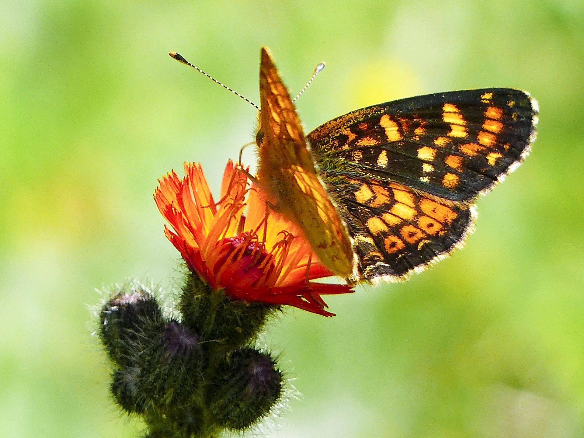 Hawkweed flower with butterfly.