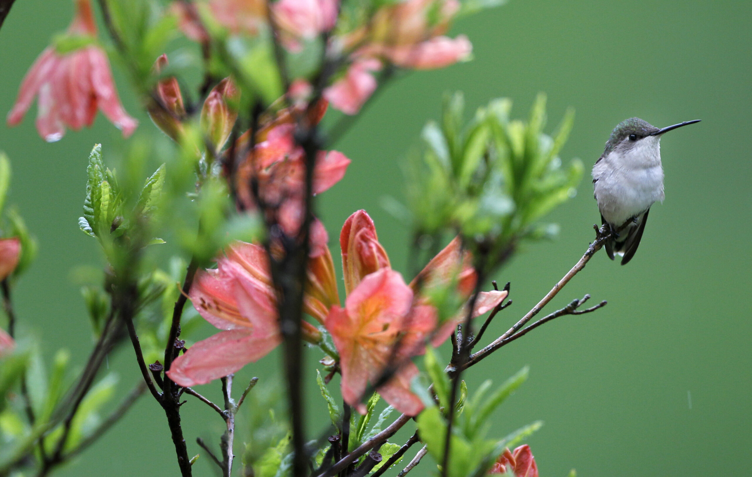Hummingbird on flower