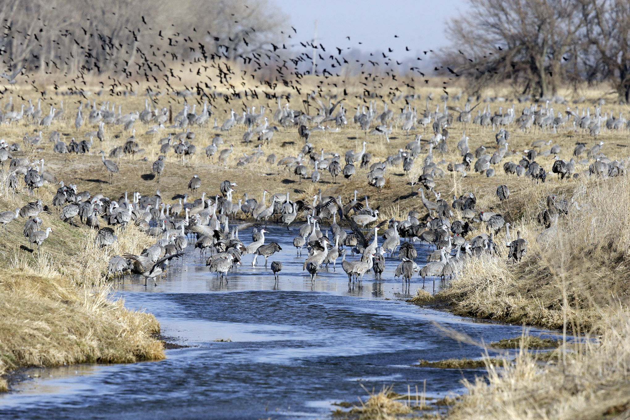 A flock of birds fly over sandhill cranes.