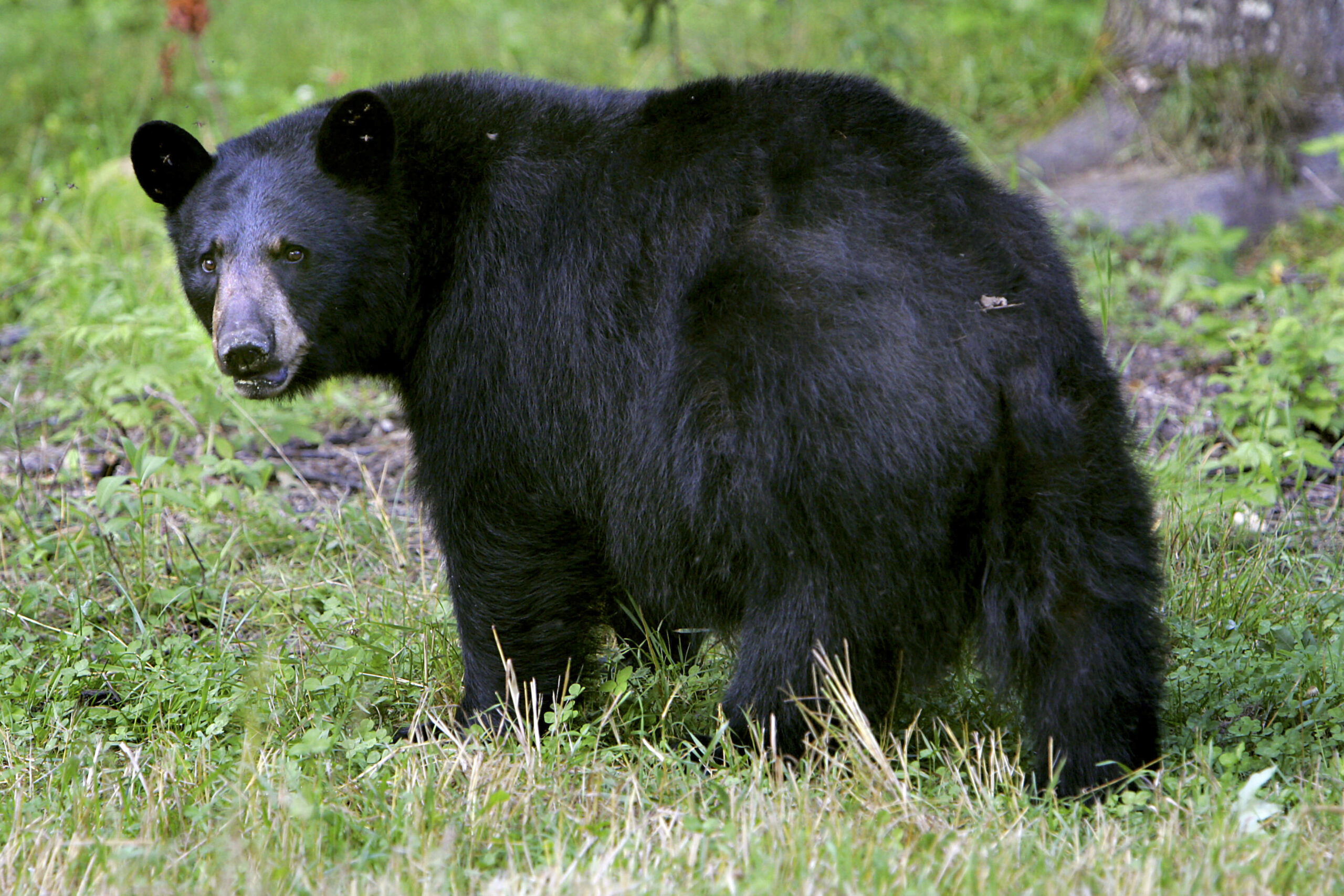 black bear in nature