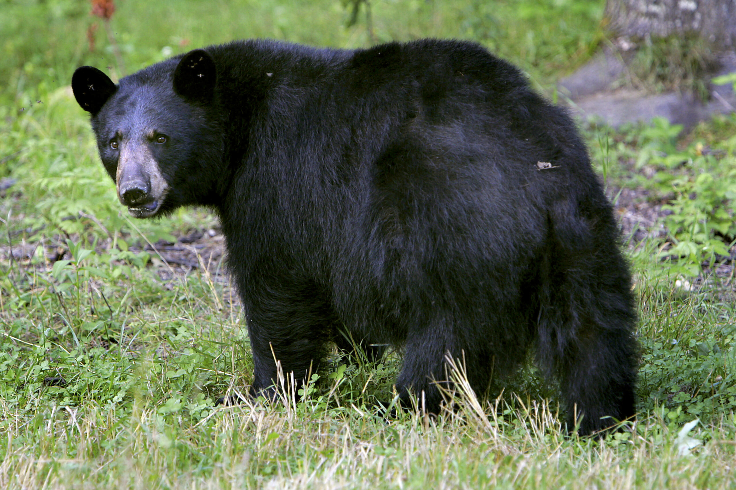 Hunters will see more opportunities to hunt black bears this fall