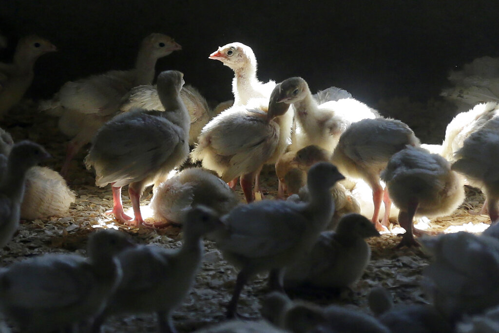 Turkeys stand in a barn on turkey farm.