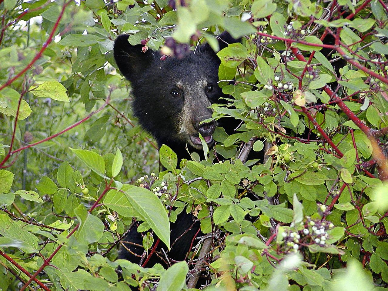 Black bear cub peeking through bushes.