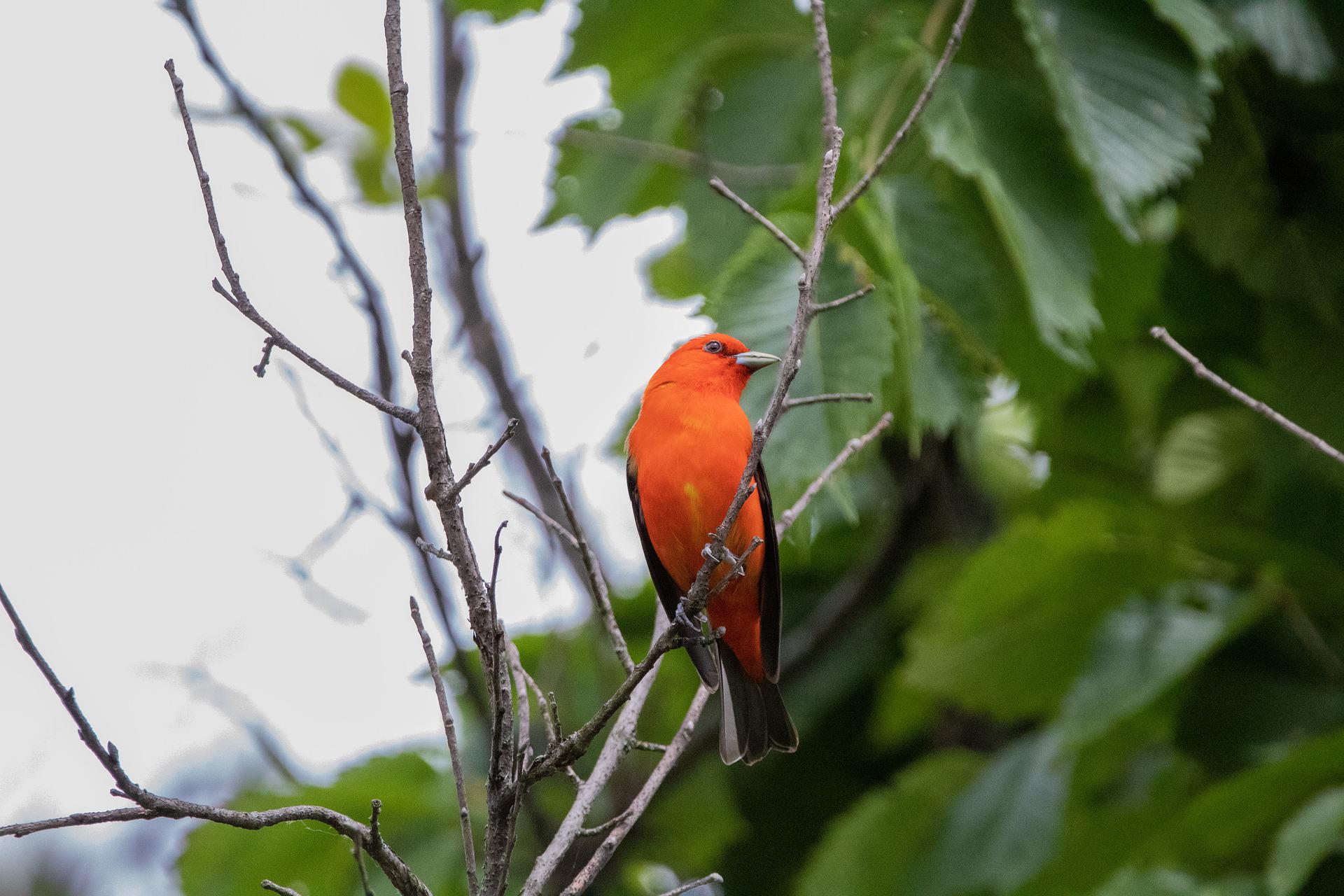 Scarlet tanager on tree branch.