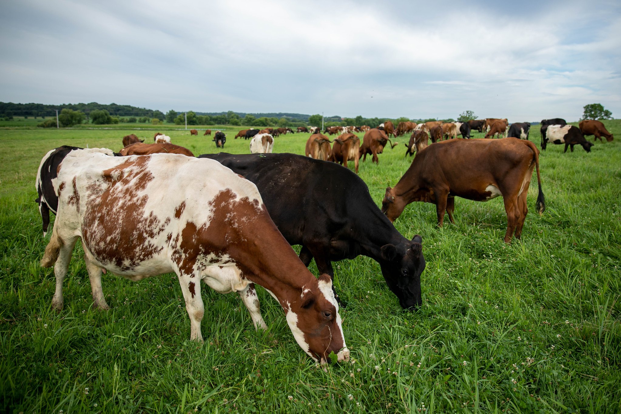 Dairy cows graze on a Wisconsin farm