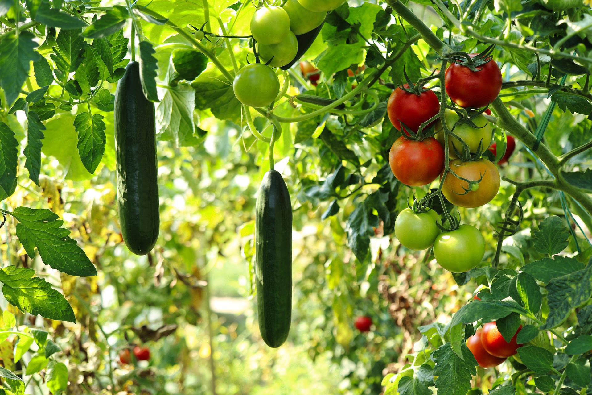 Cucumbers and tomatoes growing together.