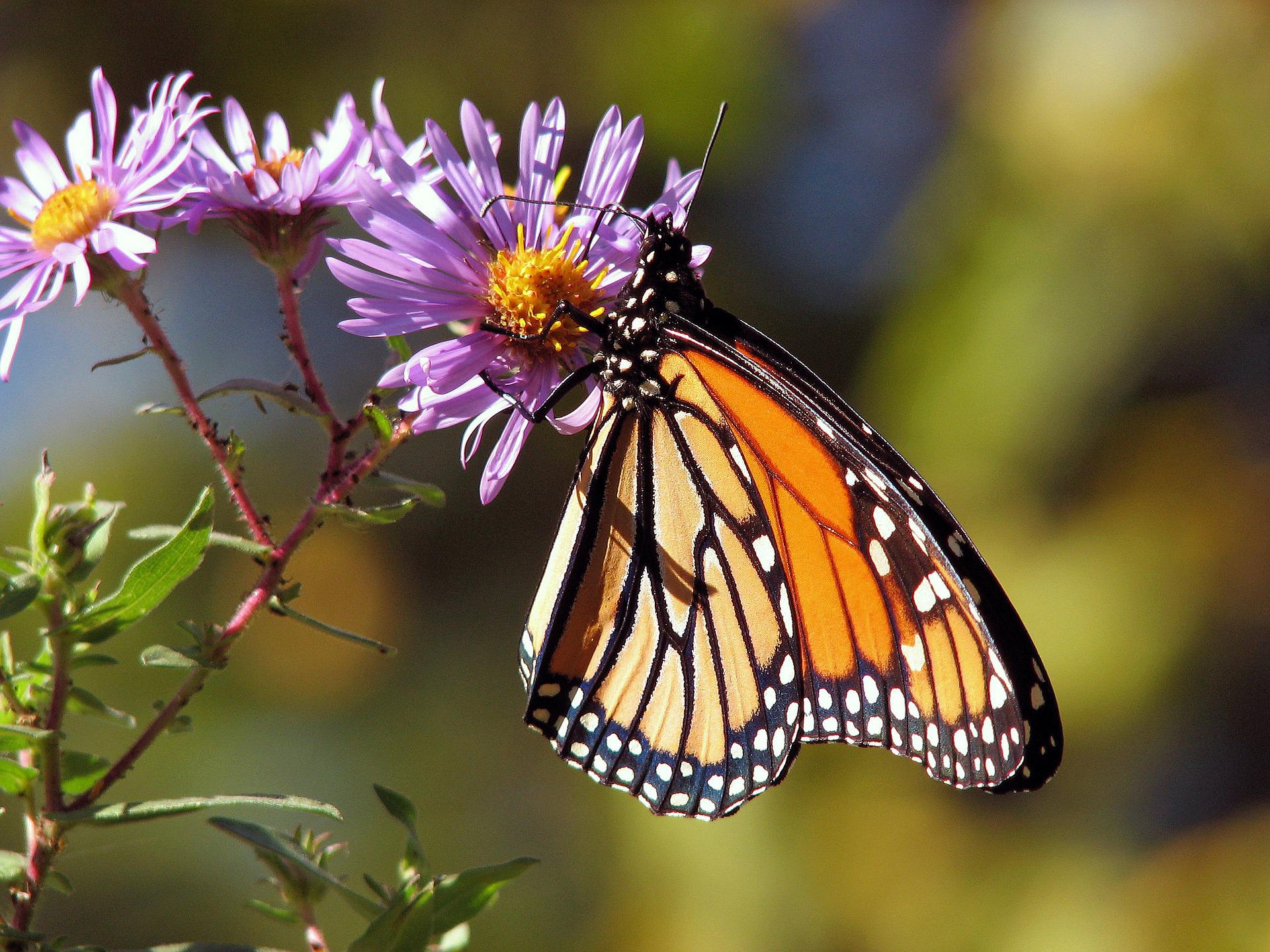 Monarch butterfly on aster.