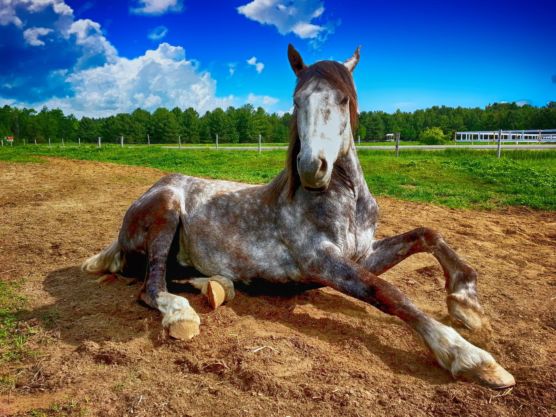 Horse lying down in paddock.