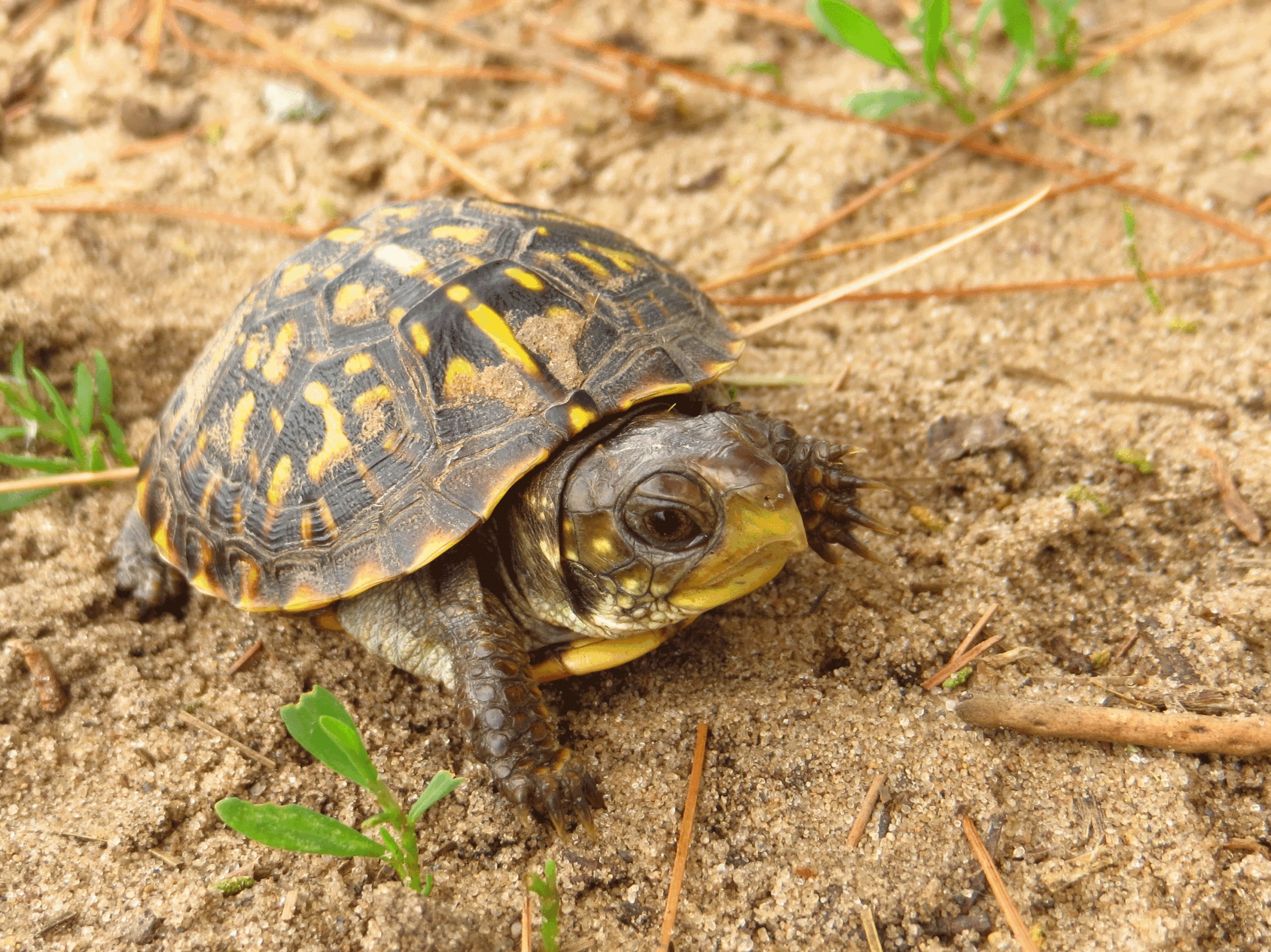 Ornate box turtle hatchling.