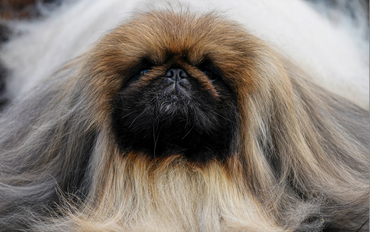Wasabi, a Pekingese, who won Best in Show at the Westminster Kennel Club
