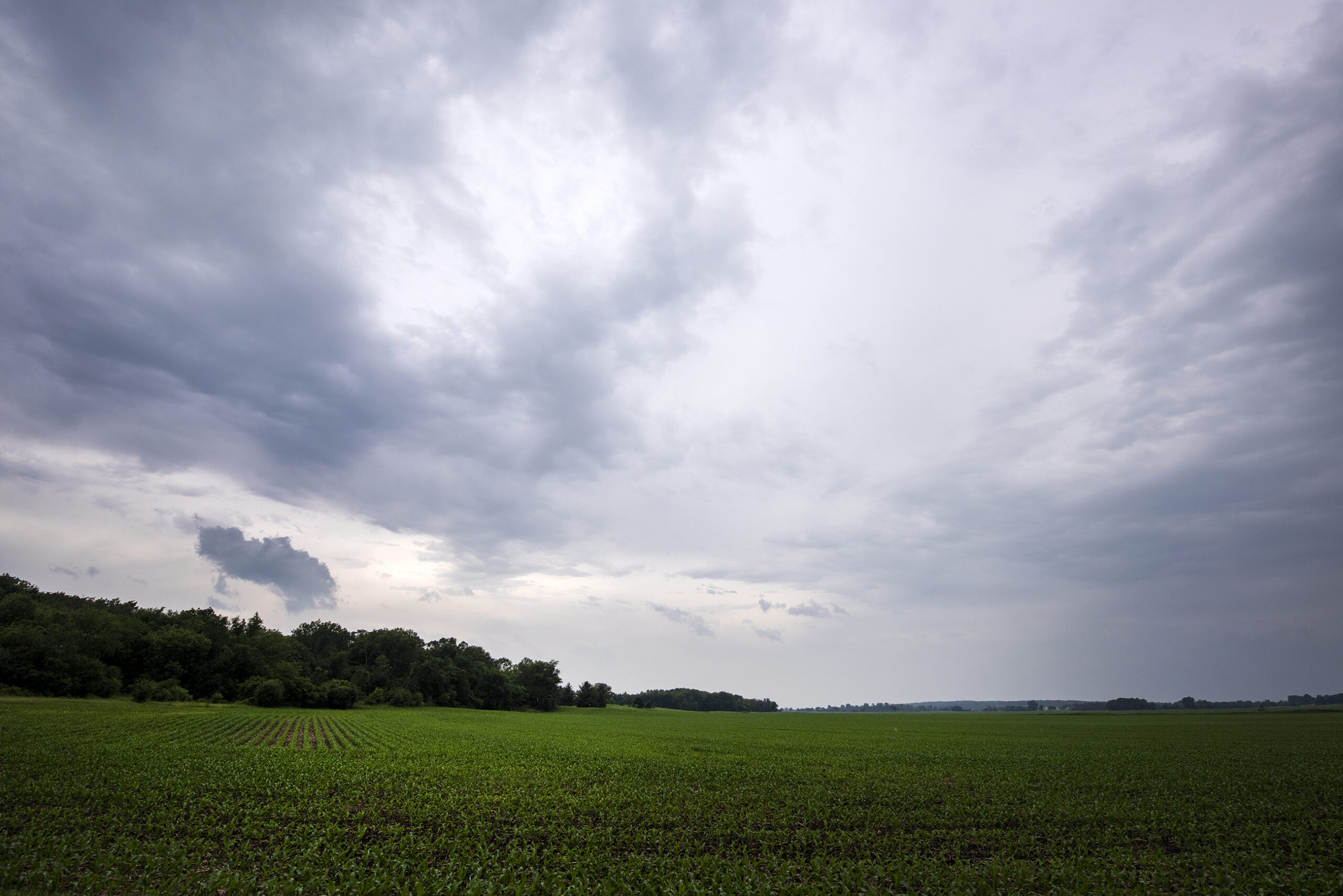Green crops are backdropped by dark clouds in the sky.