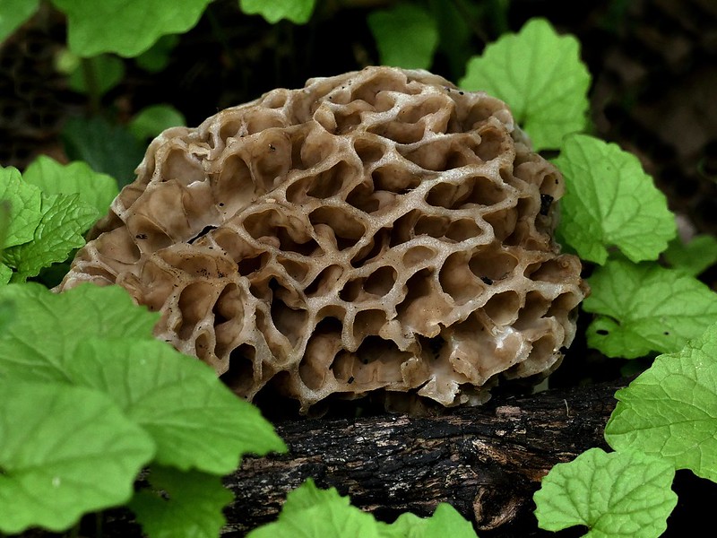 A morel mushroom in Greenfield Park in West Allis, Wisconsin
