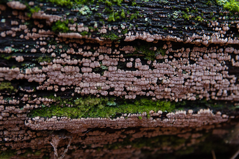 Ceramic parchment, a wood-eating fungus, grows on a fallen tree at the Ned Smith Center for Nature and Art near Millersburg, Pa