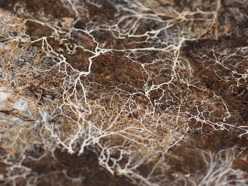 mycelium