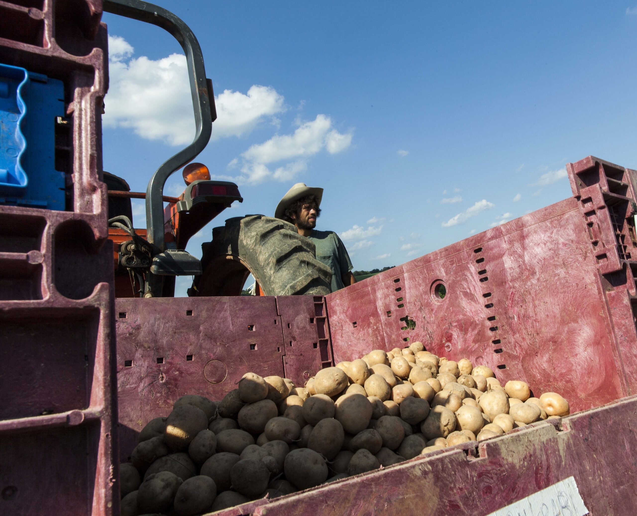 A farm hand stands by the harvested potato crop.