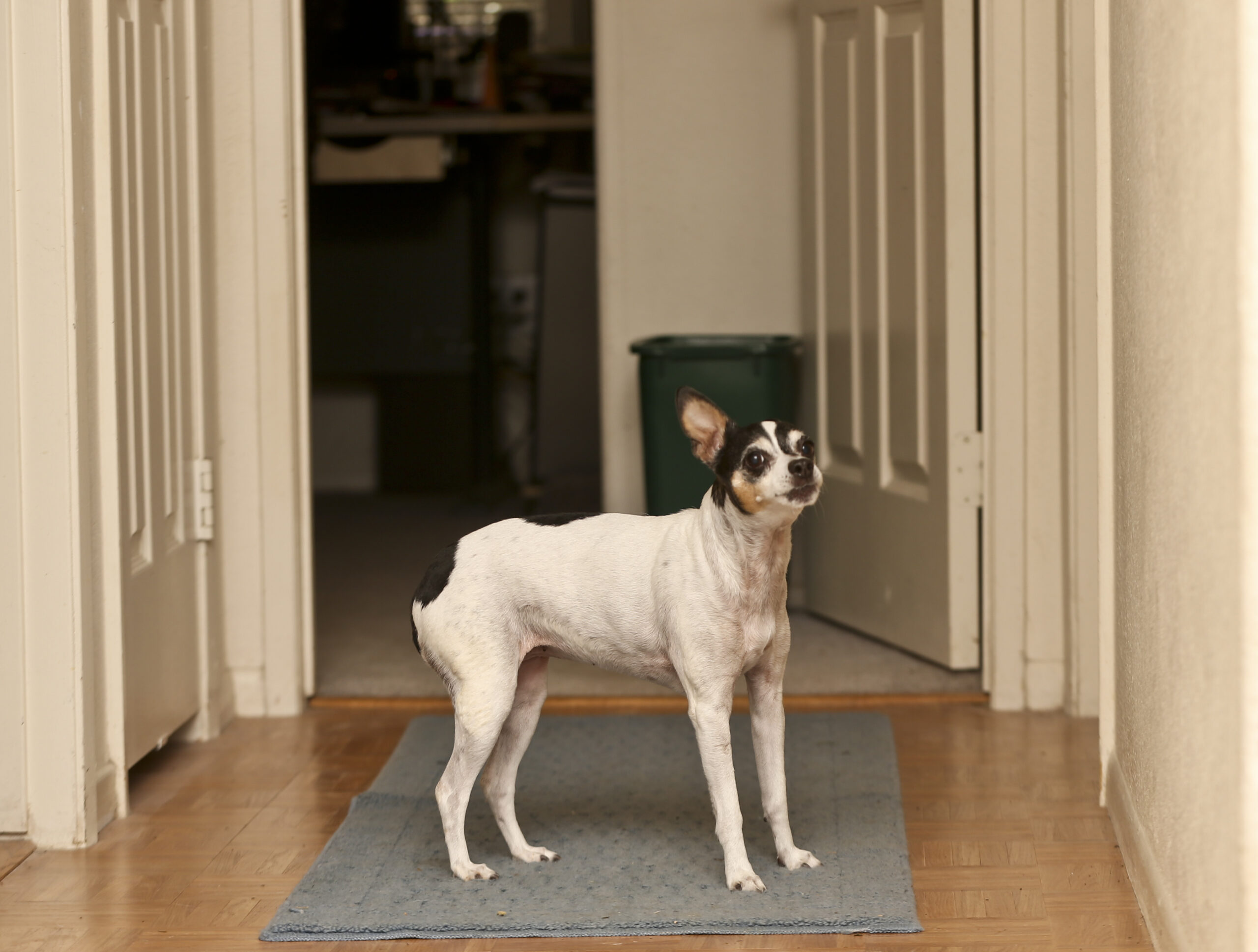 A rat terrier stands anxiously in a hallway