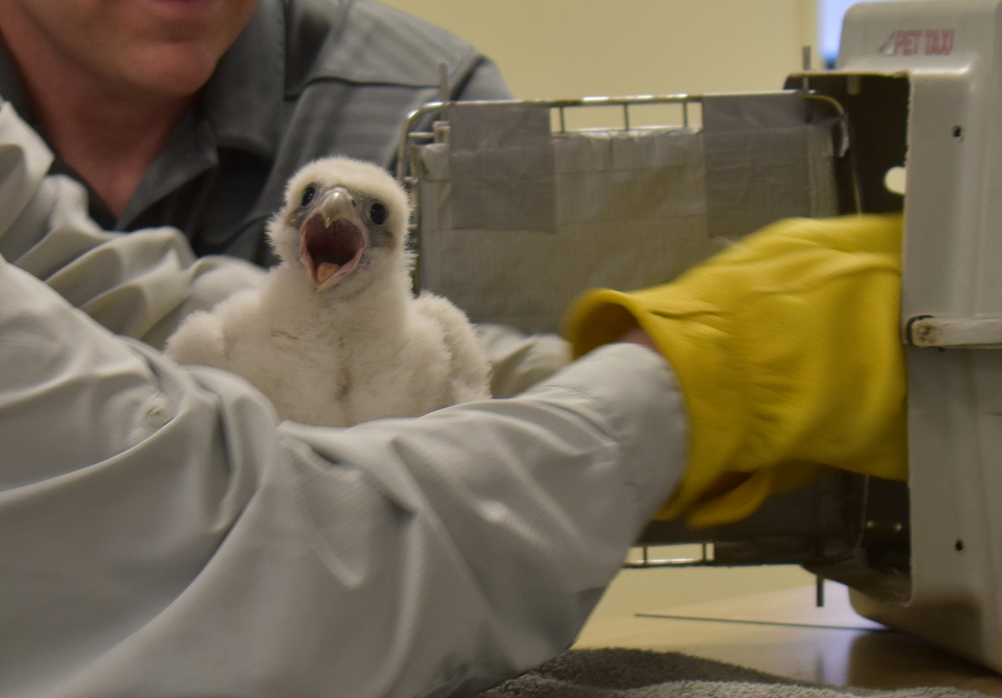 A peregrine falcon chick protests as it is getting a leg band applied