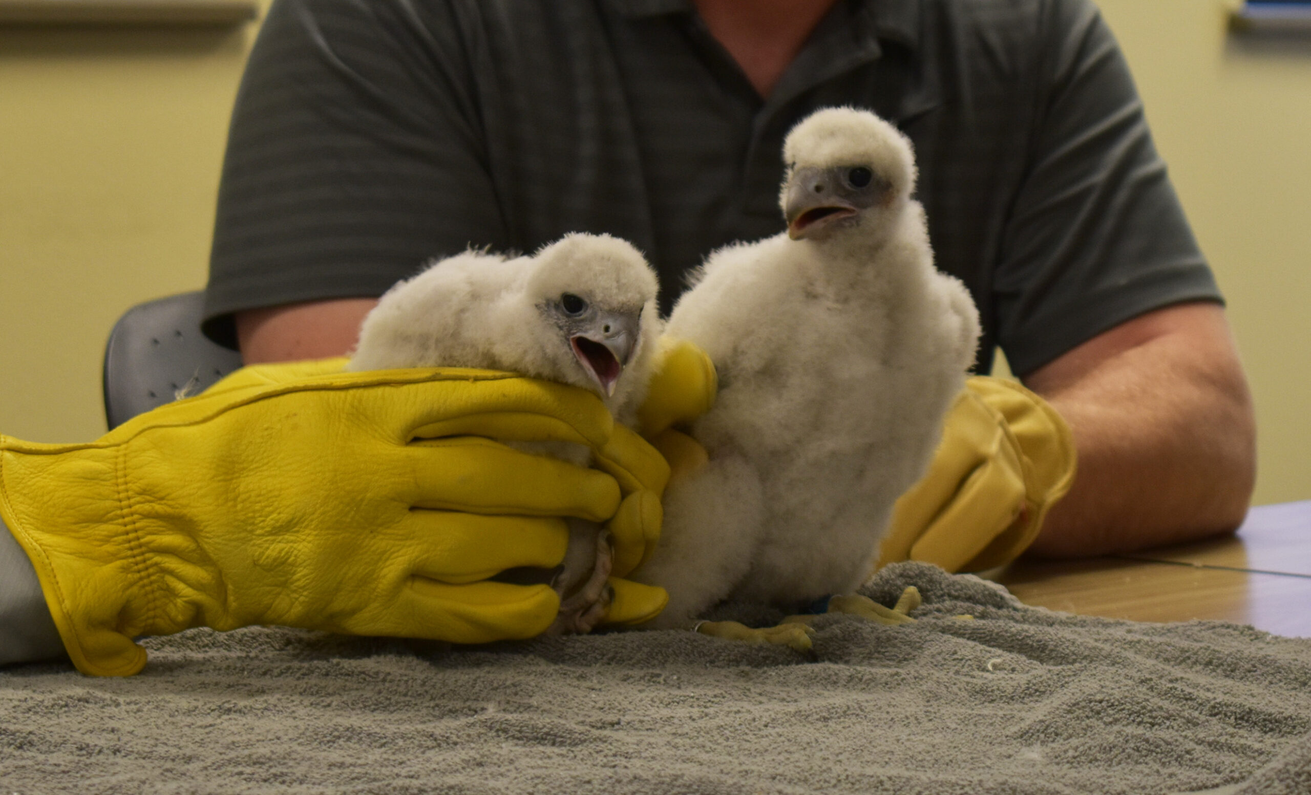Researchers hold peregrine falcon chicks Dream, left, and Scrunchie after applying leg-bands to them.