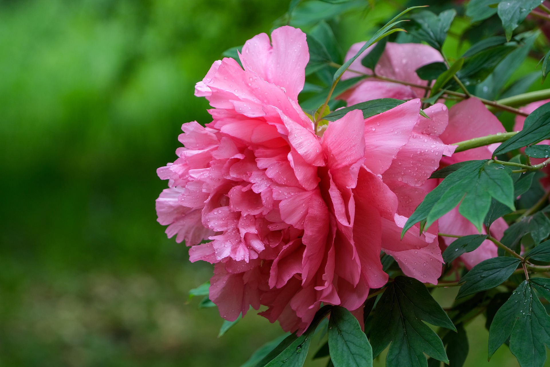 Bright pink peony flower.
