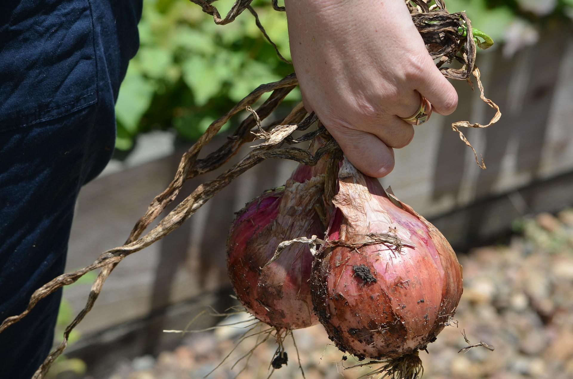 Woman holding two onions pulled from the garden.