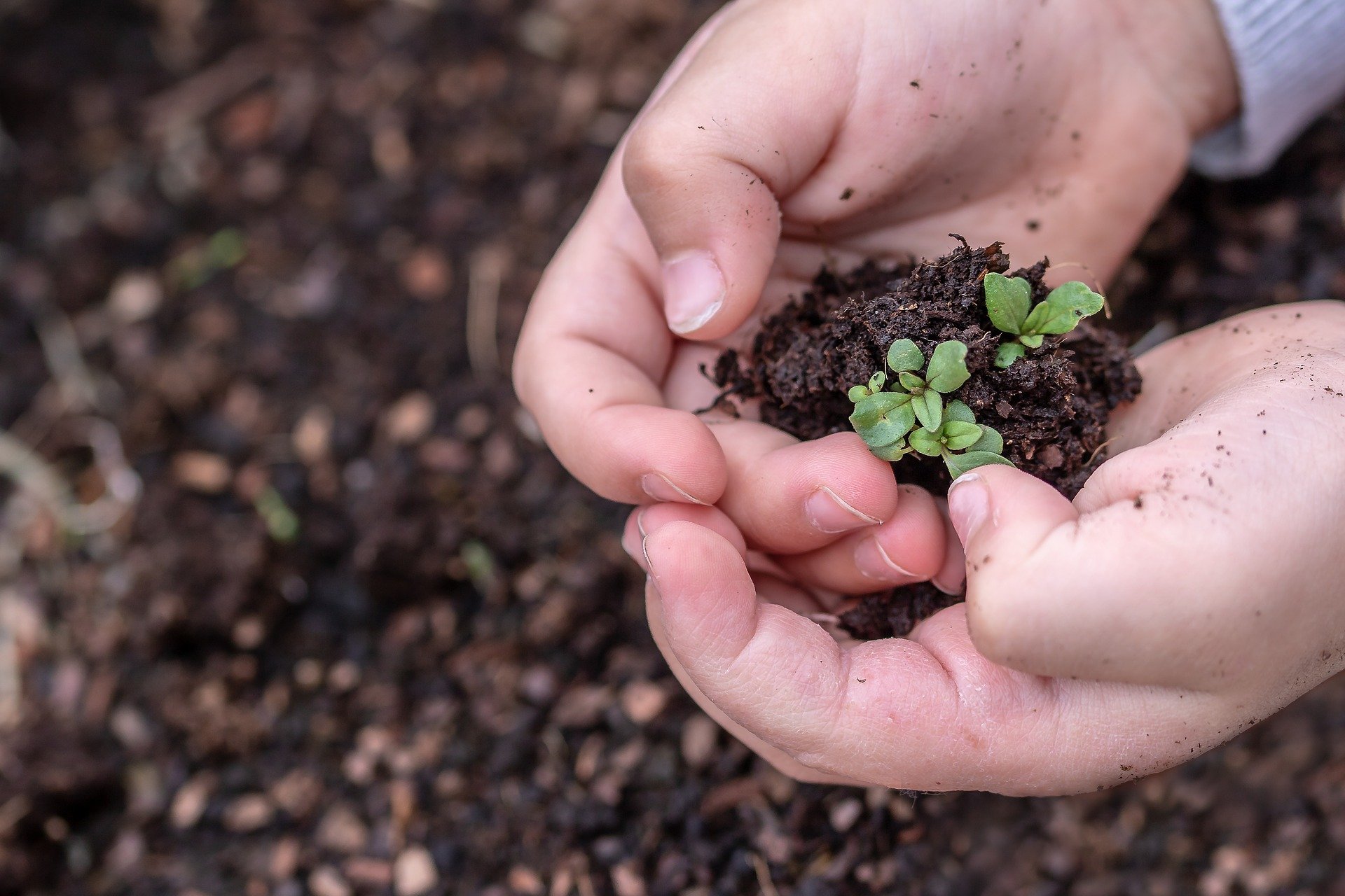 Child's hands with soil and seedlings.