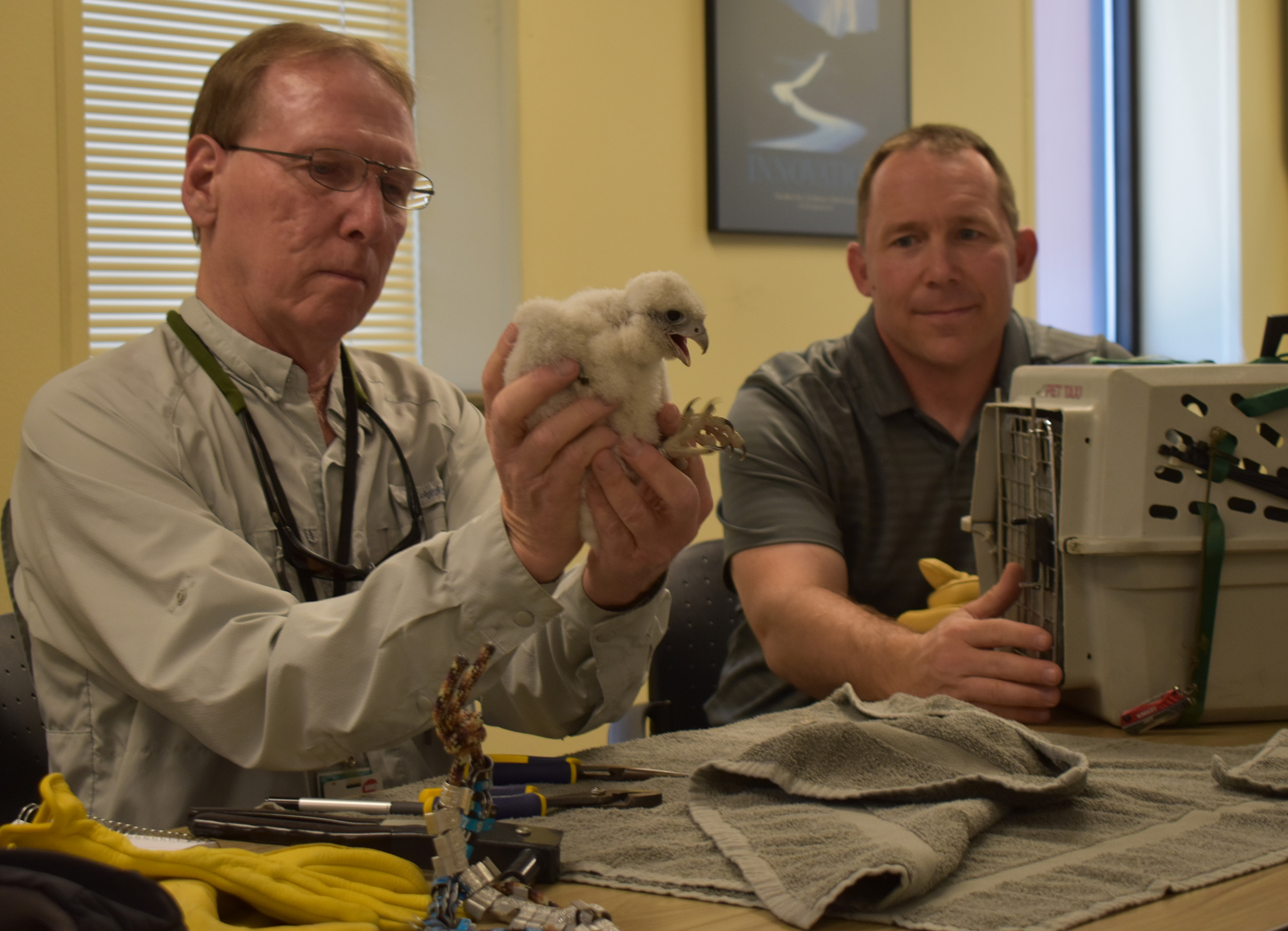 Researcher Greg Septon holds a peregrine falcon chick after banding it