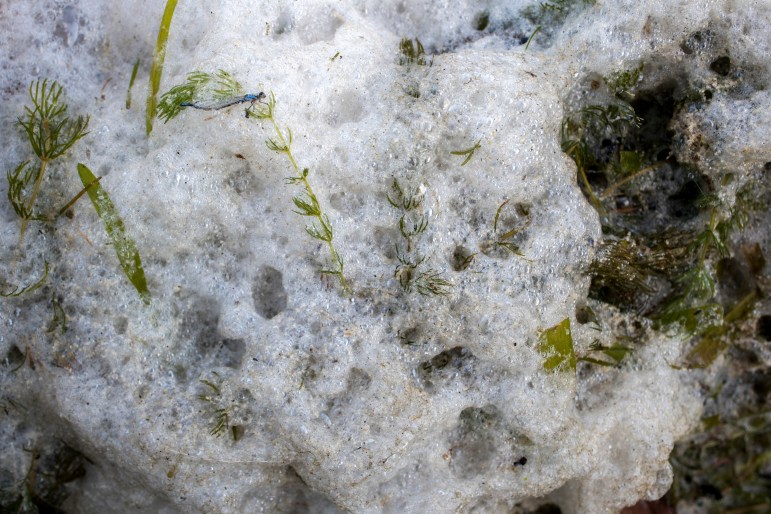 Foam is seen at Olbrich Park