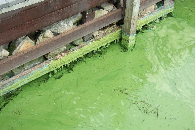Report: Wisconsin Among States Not Testing Adequately For Blue Green Algae